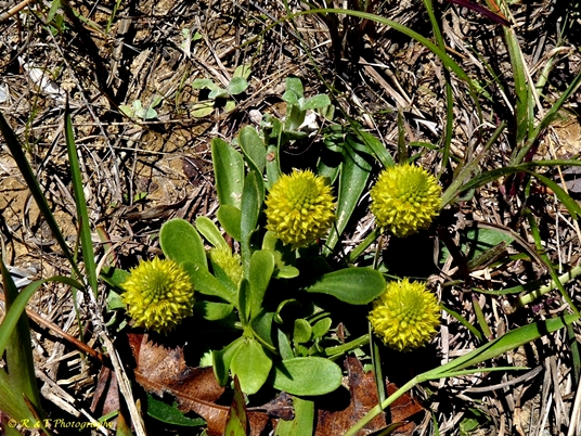 {Polygala nana}